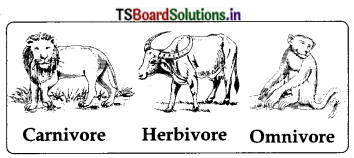 TS 6th Class Science 4th Lesson Questions and Answers Telangana - What Do Animals Eat 2