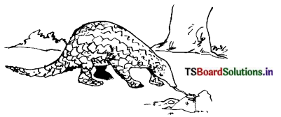 TS 6th Class Science 4th Lesson Questions and Answers Telangana - What Do Animals Eat 3