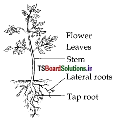 TS 6th Class Science 9th Lesson Questions and Answers Telangana - Plants Parts and Functions 2
