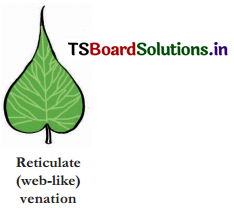 TS-6th-Class-Science-Bits-9th-Lesson-Plants-Parts-and-Functions- 6