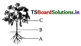 TS-6th-Class-Science-Important-Questions-9th-Lesson-Plants-Parts-and-Functions-5