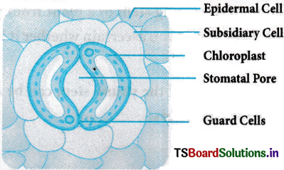 Anatomy of Flowering Plants Questions and Answers AP Inter 1st Year Botany Chapter 4 1