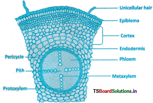 Anatomy of Flowering Plants Questions and Answers AP Inter 1st Year Botany Chapter 4 5
