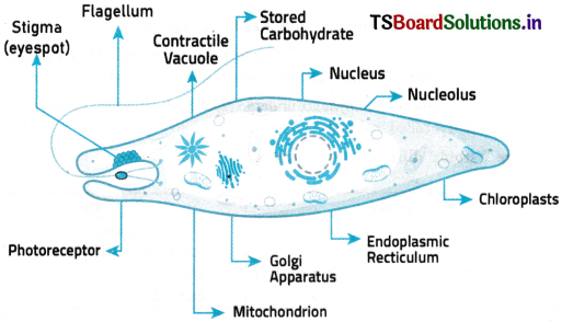 Biological Classification Questions and Answers AP Inter 1st Year Botany Chapter 1 1