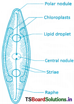 Biological Classification Questions and Answers AP Inter 1st Year Botany Chapter 1 2