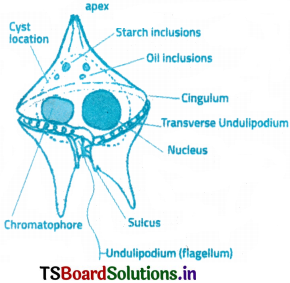 Biological Classification Questions and Answers AP Inter 1st Year Botany Chapter 1 3