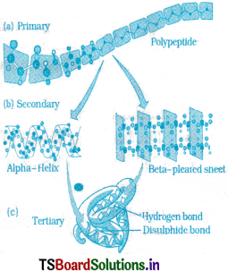 Biomolecules Questions and Answers AP Inter 1st Year Botany Chapter 6 2
