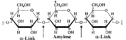Biomolecules Questions and Answers AP Inter 2nd Year Chemistry Chapter 10 4