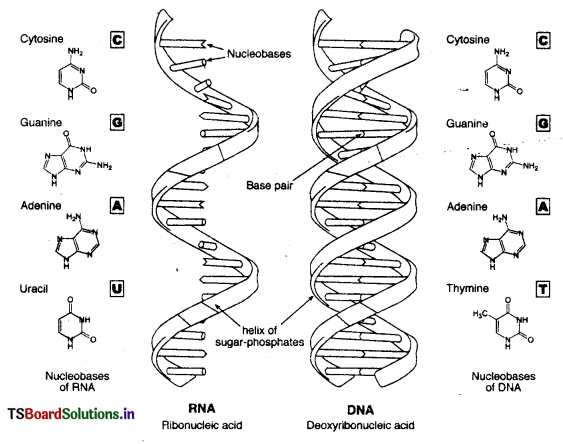 Biomolecules Questions and Answers AP Inter 2nd Year Chemistry Chapter 10 8