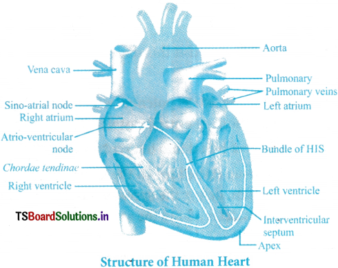 Body Fluids and Circulation Questions and Answers AP Inter 1st Year Zoology Chapter 5 2
