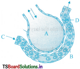 Breathing and Exchange of Gases Questions and Answers AP Inter 1st Year Zoology Chapter 4 1