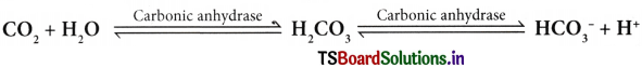 Breathing and Exchange of Gases Questions and Answers AP Inter 1st Year Zoology Chapter 4 3