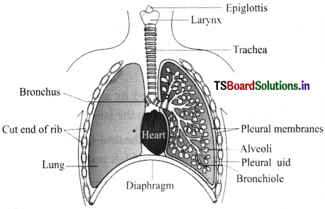 Breathing and Exchange of Gases Questions and Answers AP Inter 1st Year Zoology Chapter 4 4