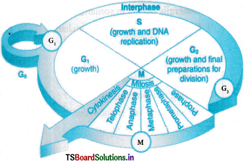 Cell Cycle and Cell Division Questions and Answers AP Inter 1st Year Botany Chapter 7 1