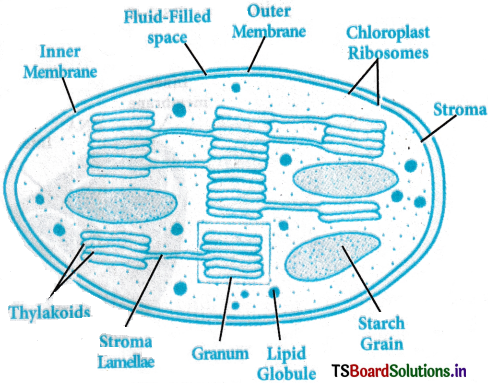Cell The Unit of Life Questions and Answers AP Inter 1st Year Botany Chapter 5 2