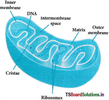 Cell The Unit of Life Questions and Answers AP Inter 1st Year Botany Chapter 5 3