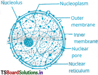 Cell The Unit of Life Questions and Answers AP Inter 1st Year Botany Chapter 5 4