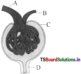 Excretory Products and Their Elimination Questions and Answers AP Inter 1st Year Zoology Chapter 6 1