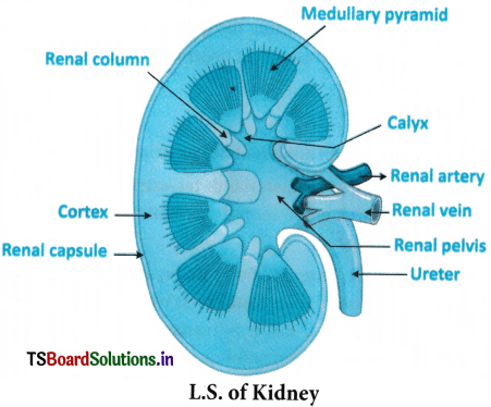 Excretory Products and Their Elimination Questions and Answers AP Inter 1st Year Zoology Chapter 6 2