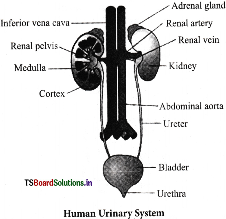Excretory Products and Their Elimination Questions and Answers AP Inter 1st Year Zoology Chapter 6 3