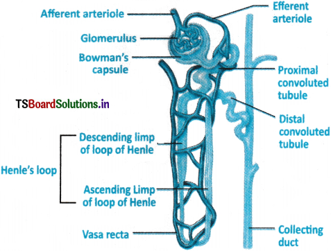 Excretory Products and Their Elimination Questions and Answers AP Inter 1st Year Zoology Chapter 6 4