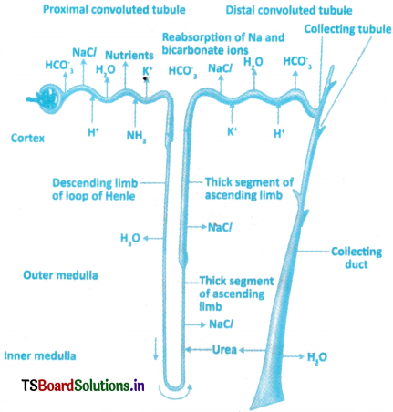 Excretory Products and Their Elimination Questions and Answers AP Inter 1st Year Zoology Chapter 6 5