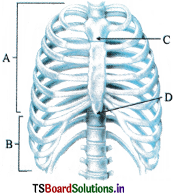 Locomotion and Movement Questions and Answers AP Inter 1st Year Zoology Chapter 7 1