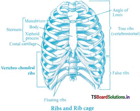 Locomotion and Movement Questions and Answers AP Inter 1st Year Zoology Chapter 7 4