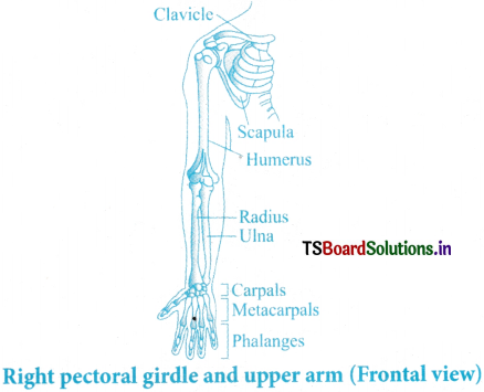 Locomotion and Movement Questions and Answers AP Inter 1st Year Zoology Chapter 7 5