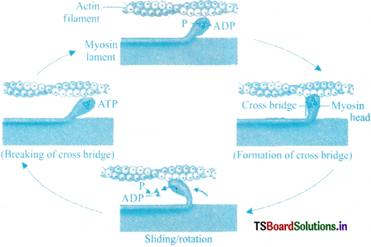 Locomotion and Movement Questions and Answers AP Inter 1st Year Zoology Chapter 7 6