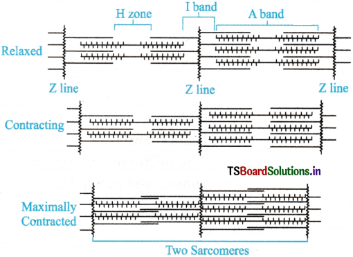 Locomotion and Movement Questions and Answers AP Inter 1st Year Zoology Chapter 7 7