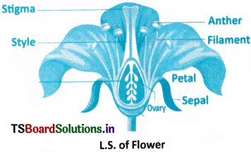 Morphology of Flowering Plants Questions and Answers AP Inter 1st Year Botany Chapter 3 11
