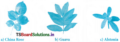 Morphology of Flowering Plants Questions and Answers AP Inter 1st Year Botany Chapter 3 3
