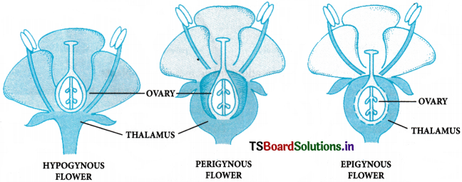 Morphology of Flowering Plants Questions and Answers AP Inter 1st Year Botany Chapter 3 4