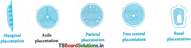 Morphology of Flowering Plants Questions and Answers AP Inter 1st Year Botany Chapter 3 6