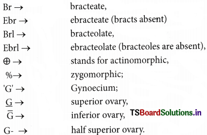 Morphology of Flowering Plants Questions and Answers AP Inter 1st Year Botany Chapter 3 7