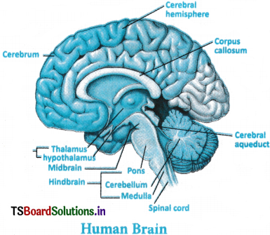 Neural Control and Coordination Questions and Answers AP Inter 1st Year Zoology Chapter 8 1
