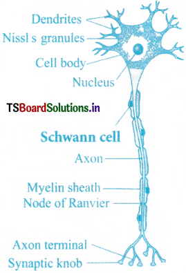 Neural Control and Coordination Questions and Answers AP Inter 1st Year Zoology Chapter 8 3