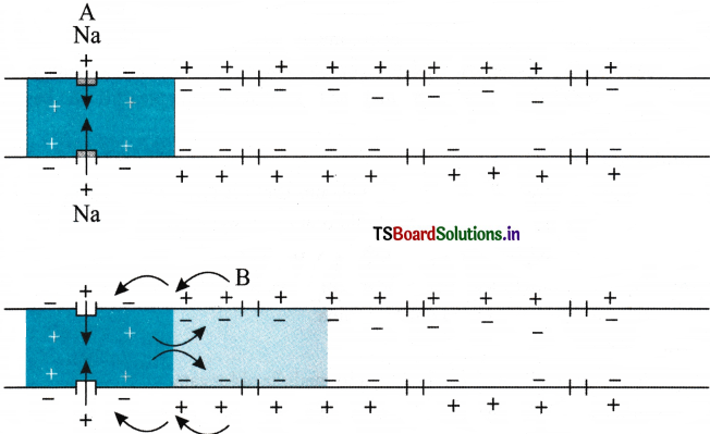 Neural Control and Coordination Questions and Answers AP Inter 1st Year Zoology Chapter 8 4