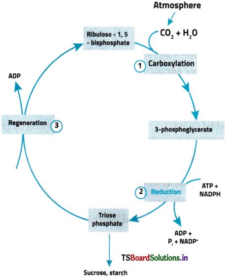 Photosynthesis in Higher Plants Questions and Answers AP Inter 1st Year Botany Chapter 8 3
