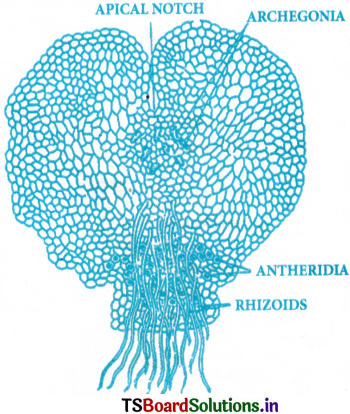 Plant Kingdom Questions and Answers AP Inter 1st Year Botany Chapter 2 1