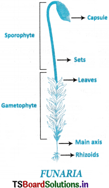 Plant Kingdom Questions and Answers AP Inter 1st Year Botany Chapter 2 3