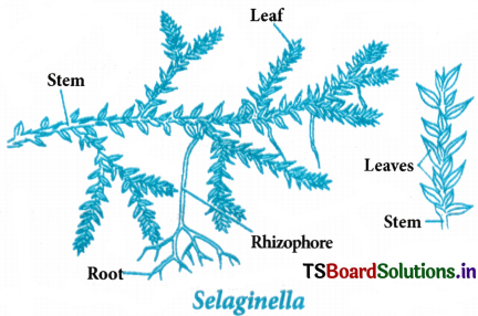 Plant Kingdom Questions and Answers AP Inter 1st Year Botany Chapter 2 4