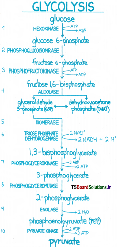 Respiration in Plants Questions and Answers AP Inter 1st Year Botany Chapter 9 1