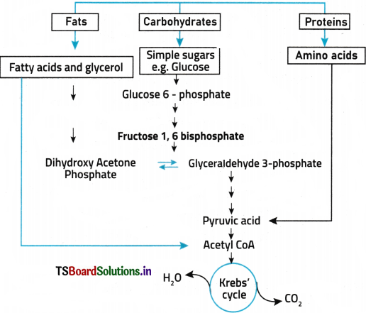 Respiration in Plants Questions and Answers AP Inter 1st Year Botany Chapter 9 3