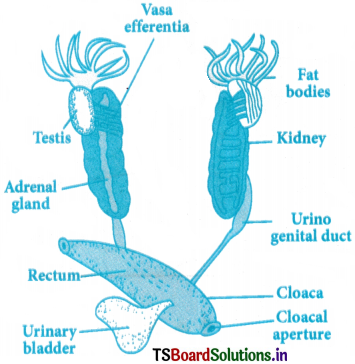 Structural Organization in Animals Questions and Answers AP Inter 1st Year Zoology Chapter 3 1