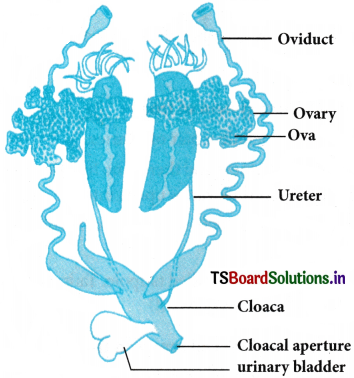 Structural Organization in Animals Questions and Answers AP Inter 1st Year Zoology Chapter 3 2