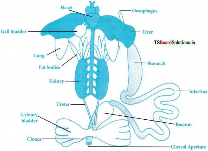 Structural Organization in Animals Questions and Answers AP Inter 1st Year Zoology Chapter 3 3