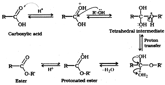 Aldehydes, Ketones and Carboxylic Acids Questions and Answers AP Inter 2nd Year Chemistry Chapter 8 8