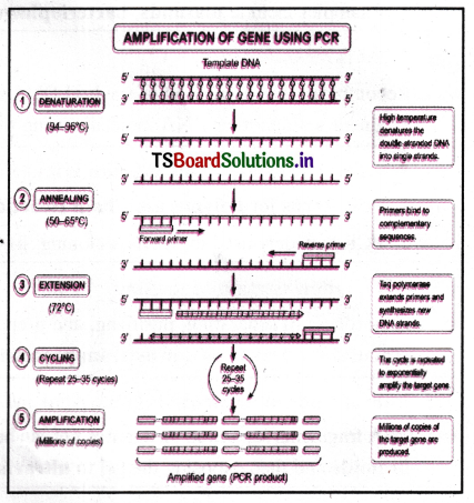 Biotechnology Principles, Processes and Applications Questions and Answers AP Inter 2nd Year Botany Chapter 5 1